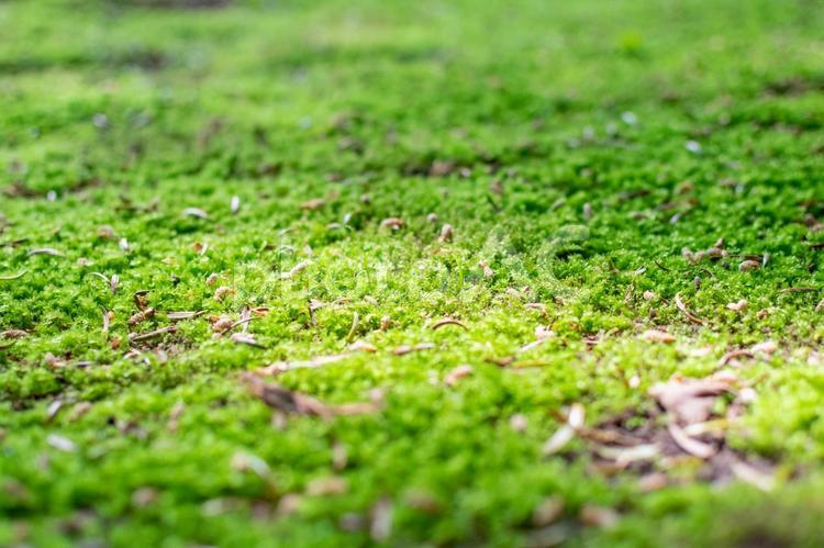 木漏れ日の射す苔むす森 苔,新緑,若葉の写真素材
