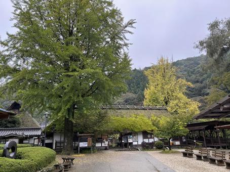 三洲足助屋敷前広場 三洲足助屋敷前広場 三洲足助屋敷,香嵐渓,イチョウの写真素材