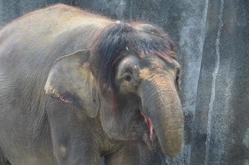 ボルネオゾウ ボルネオゾウ ボルネオゾウ,ふくちゃん,福山市立動物園の写真素材