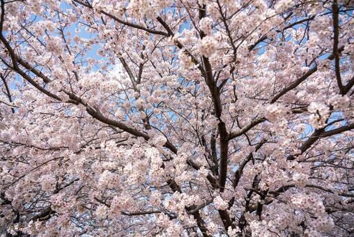 空を覆う満開の桜 桜,サクラ,春の写真素材