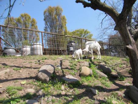 Photo, goat, tiny, livestock, 