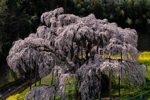 三春町の滝桜 三春町の滝桜 枝垂れ桜,桜,爛漫の写真素材