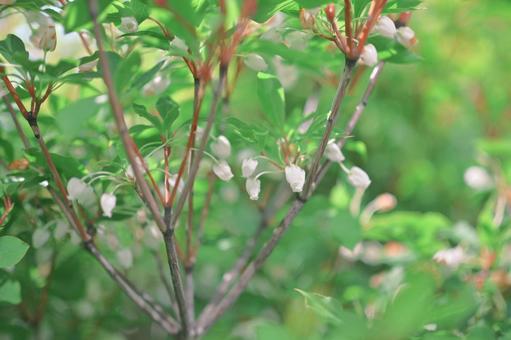 Enkianthus campanulatus, JPG Enkianthus campanulatus, JPG