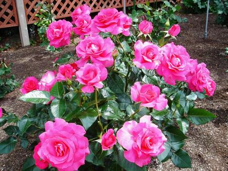 咲き誇るバラの花 咲き誇るバラの花の写真