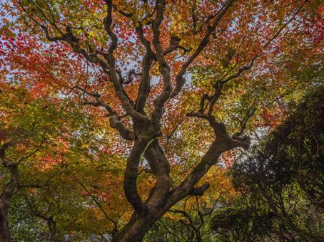 彩り重なる秋の樹々 紅葉,もみじ,秋の写真素材