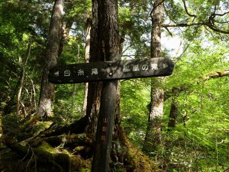 鳳凰三山のドンドコ沢登山道 鳳凰三山のドンドコ沢登山道の写真