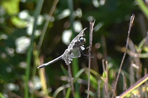 羽がぼろぼろのシオカラトンボの写真