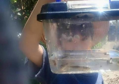 田んぼで小魚を捕まえて喜ぶ少年 田んぼで小魚を捕まえて喜ぶ少年の写真