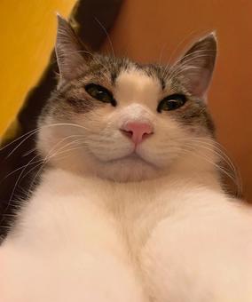 Cat, JPG