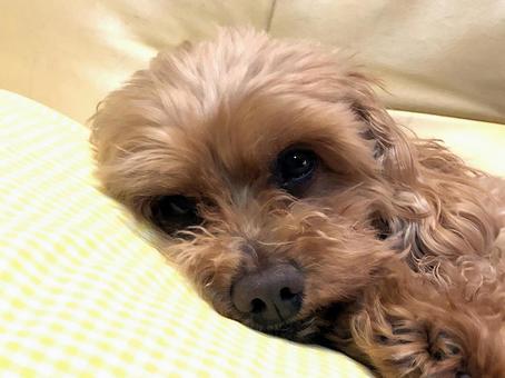 見つめる犬 見つめる犬 トイプードル,犬,トイプーの写真素材