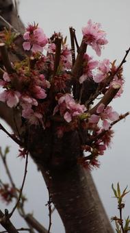 桜 桜の写真