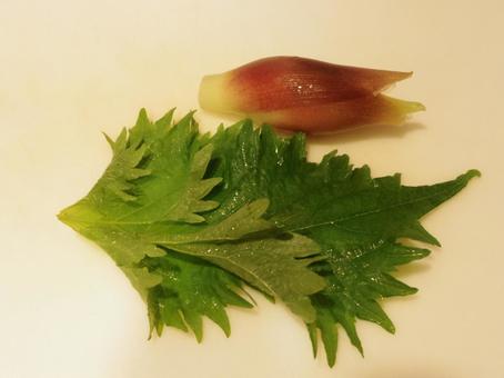 茗荷と大葉 茗荷と大葉 茗荷,大葉,青じその写真素材