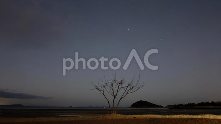 星降る浜辺の記憶樹 砂浜,木,星空の写真素材