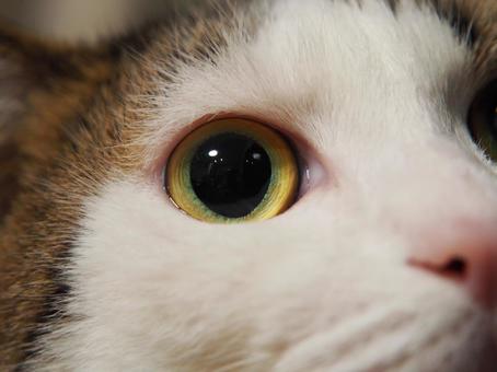 大きな瞳のかわいい猫 猫,ねこ,ペットの写真素材