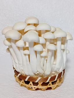 ホワイトぶなしめじ ホワイトぶなしめじ ホワイトぶなしめじ,食材,野菜の写真素材