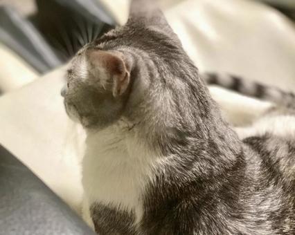 もふもふサバ白猫様の後ろ姿 もふもふサバ白猫様の後ろ姿の写真
