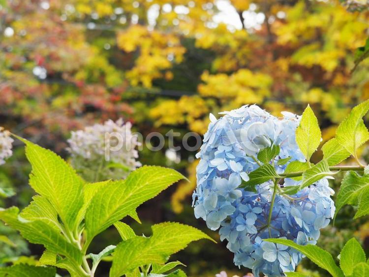 あじさいが咲いたよ 紫陽花,梅雨,アジサイの写真素材