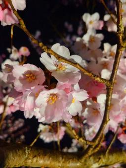 夜桜 夜桜の写真