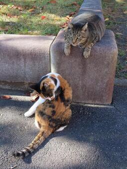 木漏れ日の中で寛ぐ相思相愛の三毛猫たち 三毛猫,猫,キジトラの写真素材