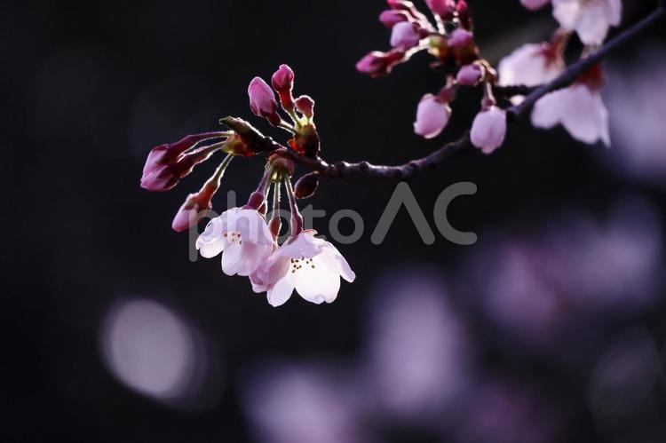 美しい光と桜の花 花,桜,春の写真素材