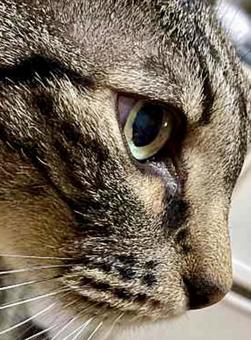 猫の横顔 猫の横顔の写真