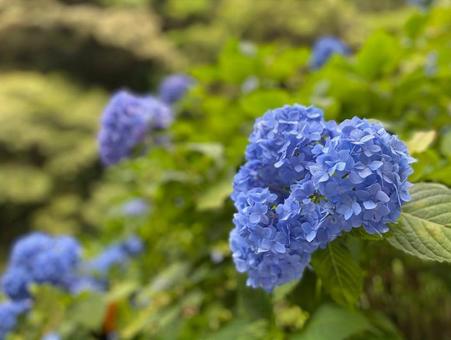 紫陽花 紫陽花の写真