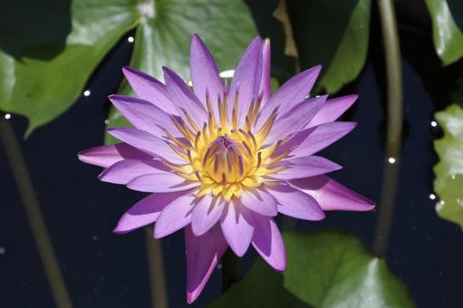 睡蓮④ 睡蓮④ 睡蓮,スイレン,紫の写真素材