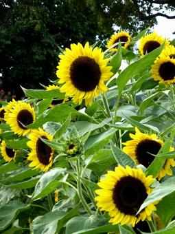 9月でも花が残るひまわり畑の風景 ヒマワリ,花,植物の写真素材