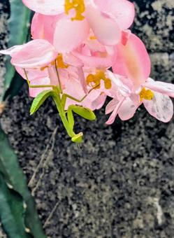 木立ベゴニアに魅せられたカマキリ カマキリ,ベゴニア,虫の写真素材