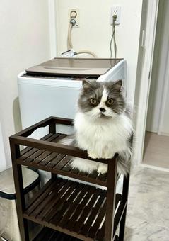 この車なかなか乗り心地良くてよ この車なかなか乗り心地良くてよ 猫,ねこ,catの写真素材