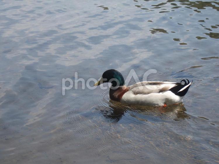 鴨 鳥,鴨,カモの写真素材