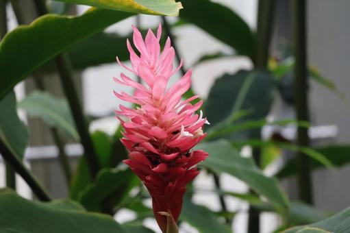 赤い花びらのアルピニアプルプラタの花 赤い花びらのアルピニアプルプラタの花の写真