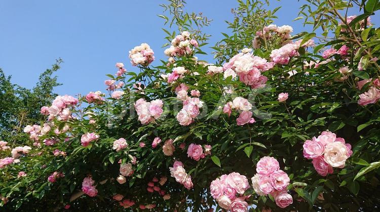 青空とばらのアーチ ばら,薔薇,ローズの写真素材