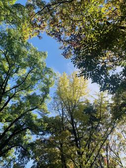 森の朝 森,木,空の写真素材