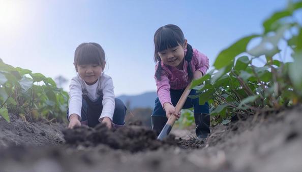 芋掘りする子供たち 芋掘りする子供たちの写真