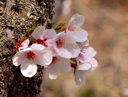 【桜の写真】桜が咲く風景 【桜の写真】桜が咲く風景の写真