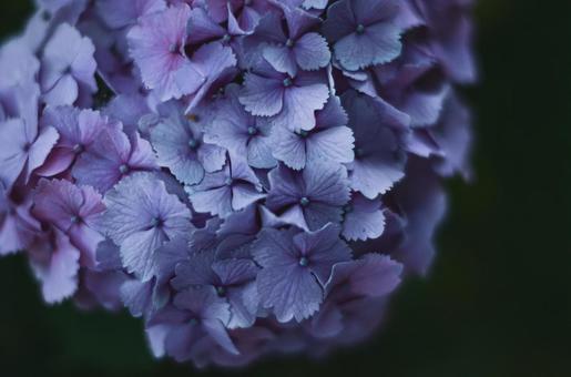 紫陽花 紫陽花の写真