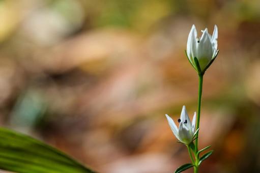 センブリ センブリ,千振,リンドウ科の写真素材
