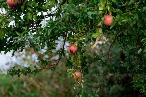 [Street Snap] Pomegranate | Morning on Awaji Island, JPG