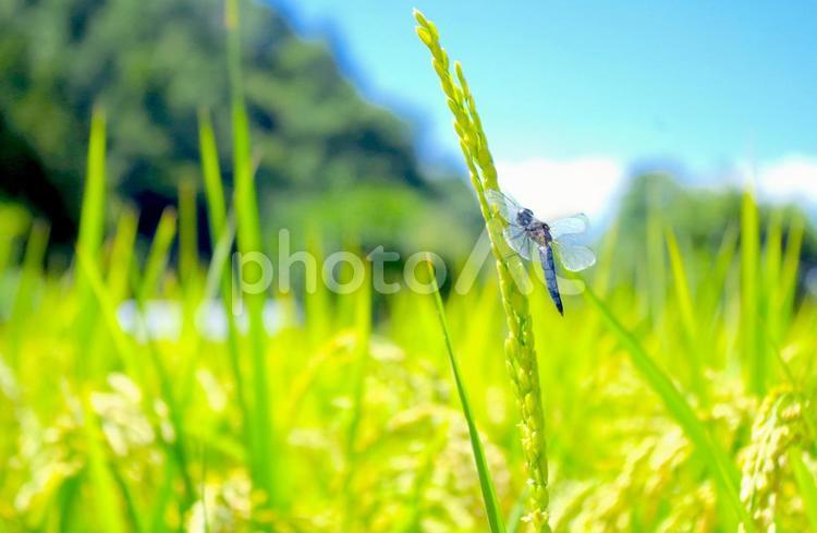 とんぼとイネ２ 米,お米,トンボの写真素材