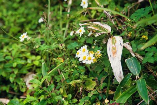 三瓶山の風景 しまね,登山,浸食の写真素材