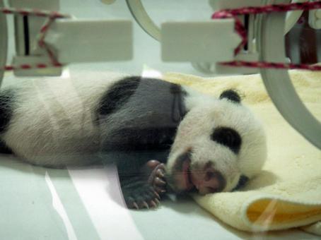 Photo, chengdu panda base, chengdu giant panda breeding research, china, 