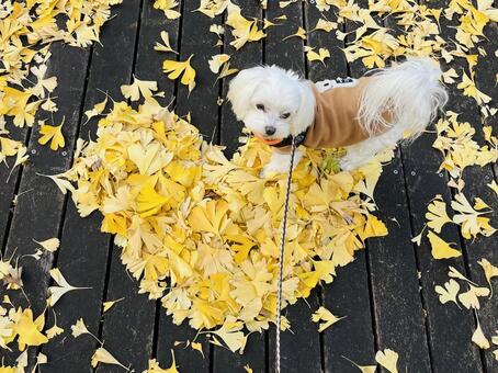 イチョウと犬 犬,犬の散歩,マルチーズの写真素材