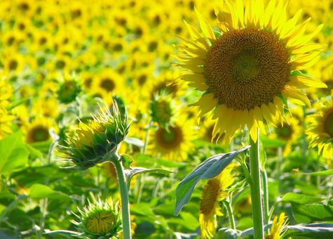ひまわり 201208 02 ひまわり 201208 02の写真