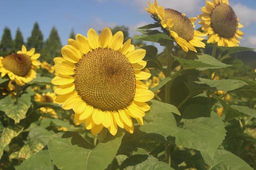 ひまわり 太陽,こんにちは,広島の写真素材
