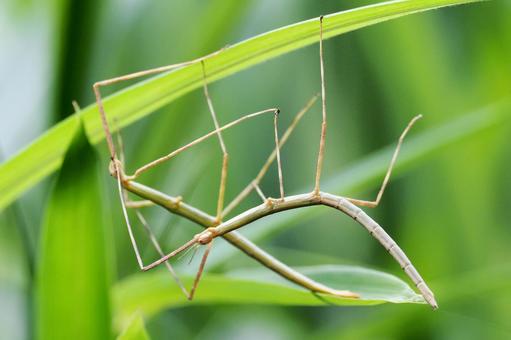 ナナフシのカップル ナナフシ,ナナフシモドキ,雑草の写真素材