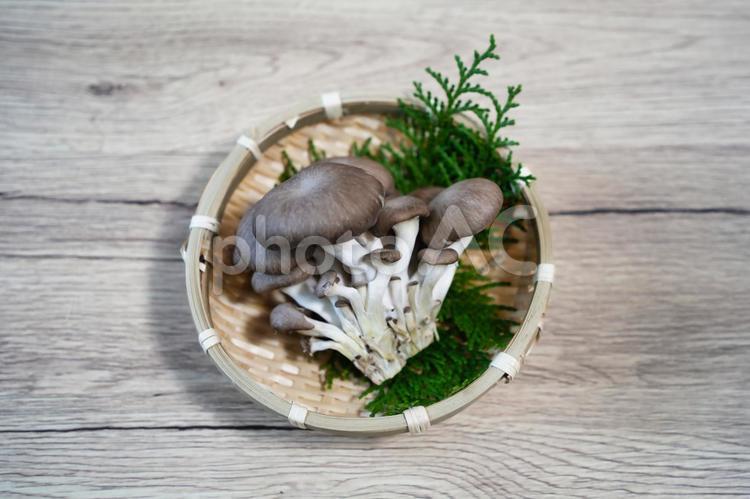 旨味たっぷりの平茸 ヒラタケ,平茸,きのこの写真素材