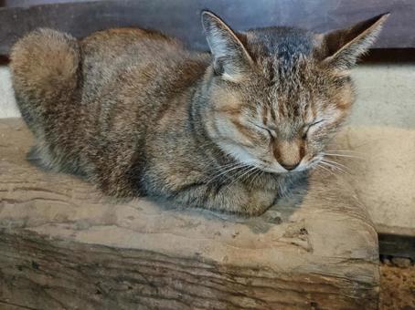 うたた寝　ネコ　玄関　２ ネコ,土間,まったりの写真素材