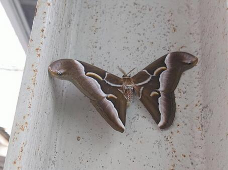 シンジュサン シンジュサン,ガ,蛾の写真素材