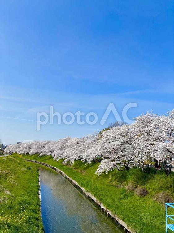 五条川の桜 桜,さくら,サクラの写真素材